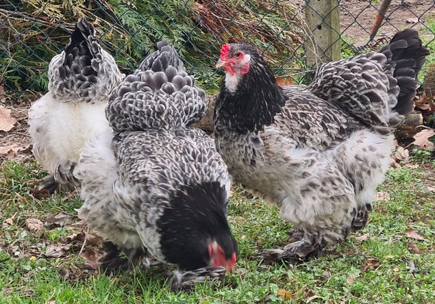 OEUFS FÉCONDÉS DE BRAHMA GR CAILLE ARGENTÉ