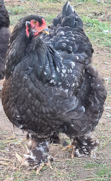 Œufs Fécondés de Brahma GR CAILLOUTÉ LISSE ET FRISÉ