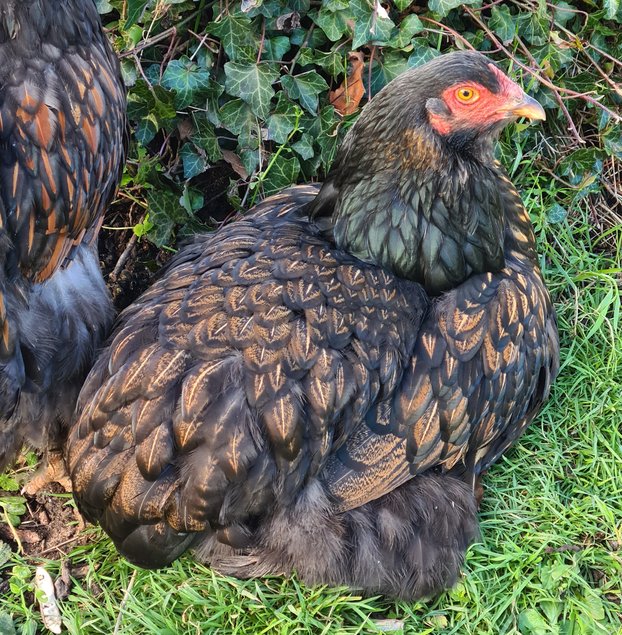 Œufs Fécondés de Brahma GR DORÉ LISERÉ NOIR et DORÉ LISERÉ BLEU