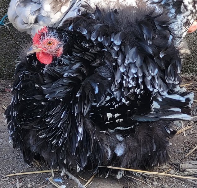 Œufs Fécondés de Pékins ( Poules Naines ) CAILLOUTES LISSE ET FRISÉ