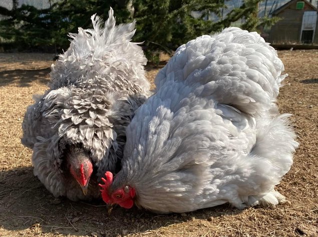 Oeufs à couver de poules Pékin coucou gris perle