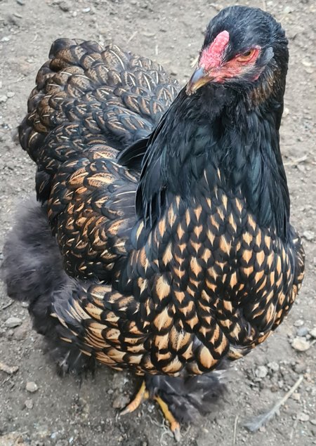 Œufs Fécondés de Brahma GR DORÉ LISERÉ NOIR et DORÉ LISERÉ BLEU