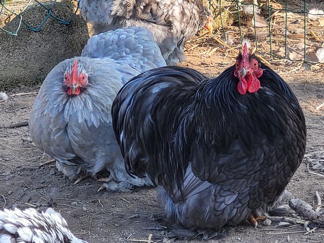 Œufs Fécondés de Pékins ( Poules Naines ) CAILLOUTES LISSE ET FRISÉ