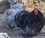 Œufs Fécondés de Pékins ( Poules Naines ) CAILLOUTES LISSE ET FRISÉ