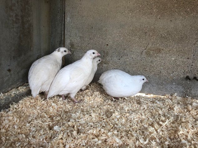 Oeufs caille blanches celadon