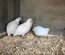 Oeufs caille blanches celadon