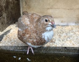 Oeufs de caille lot "rouge"