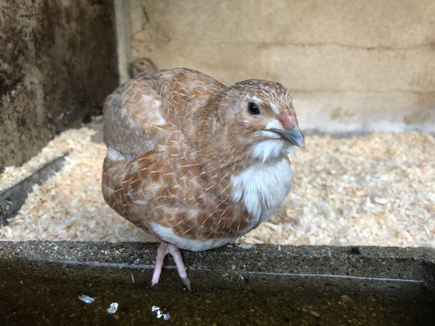 Oeufs de caille lot "rouge"