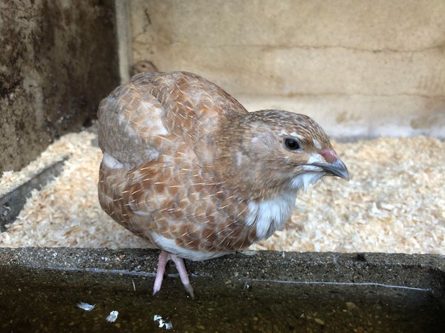 Oeufs de caille lot "rouge"