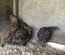 Oeufs de cailles lot "gris"