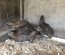 Oeufs de cailles lot "gris"