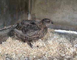 Oeufs de cailles lot "gris"