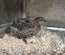 Oeufs de cailles lot "gris"