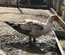 Oeufs canard de Barbarie