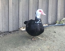 Oeufs canard de Barbarie