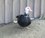 Oeufs canard de Barbarie
