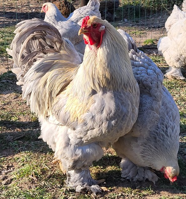 Œufs Fécondés de Brahma GR PERDRIX MAILLÉ GRIS PERLE ARGENTÉ ( Isabelle )