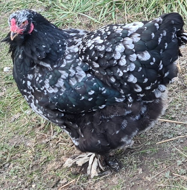 Œufs Fécondés de Brahma GR CAILLOUTÉ LISSE ET FRISÉ