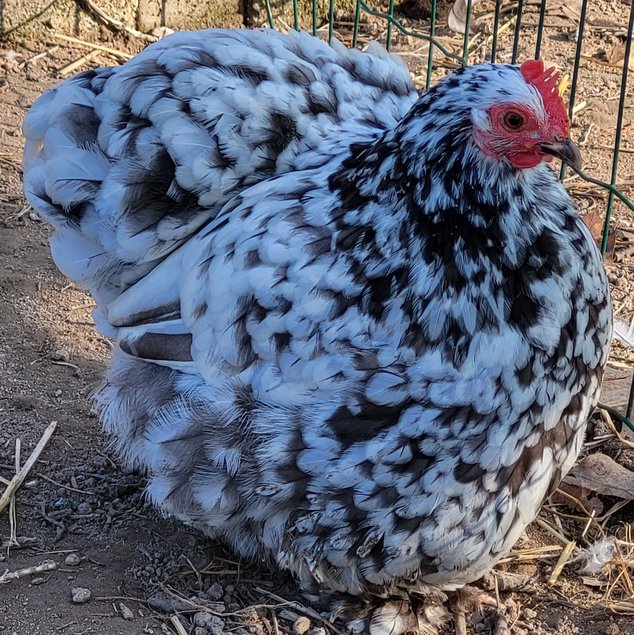 Œufs Fécondés de Pékins ( Poules Naines ) CAILLOUTES LISSE ET FRISÉ