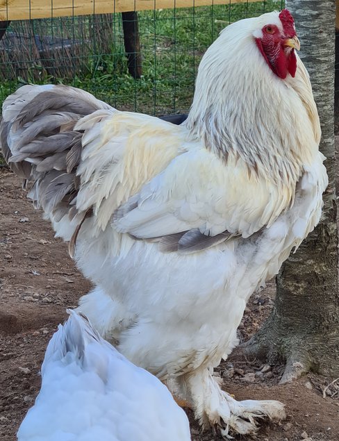 OEUFS FÉCONDÉS BRAHMA GR BLANC HERMINÉ BLEU ET NOIR