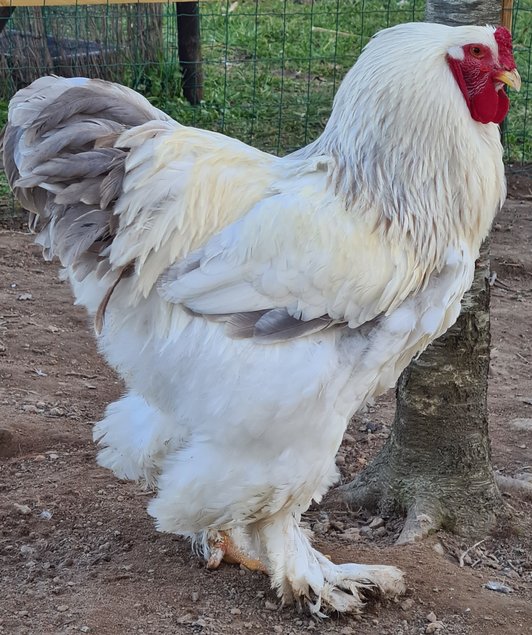 OEUFS FÉCONDÉS BRAHMA GR BLANC HERMINÉ BLEU ET NOIR