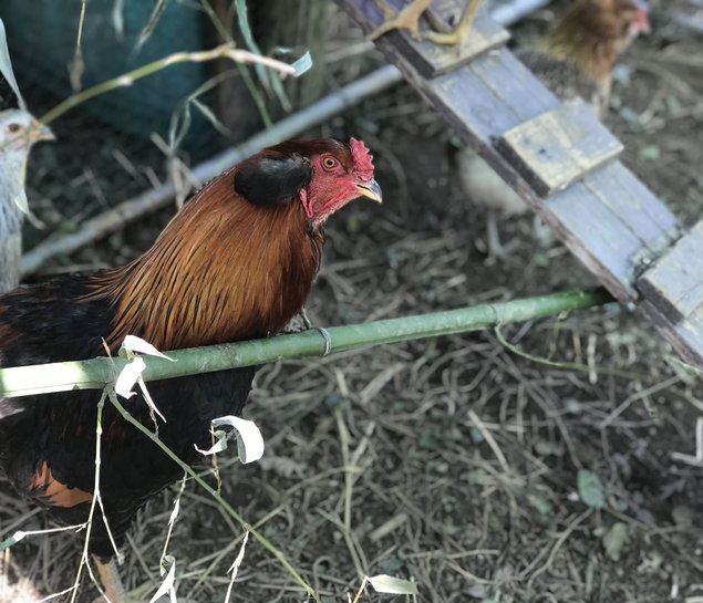 Oeufs fécondés de poules Araucana pure race