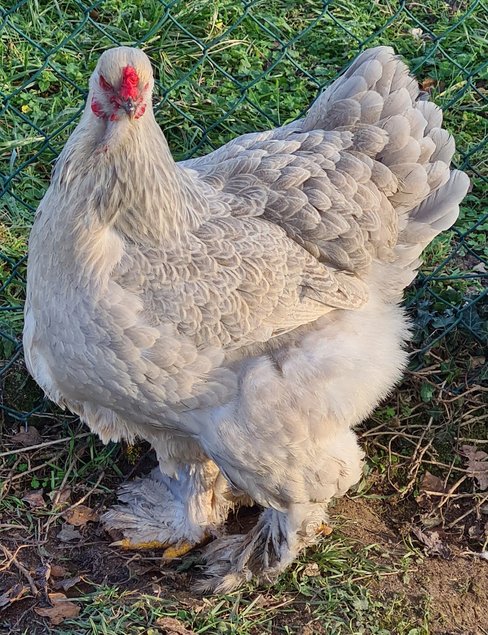 Œufs Fécondés de Brahma GR PERDRIX MAILLÉ GRIS PERLE ARGENTÉ ( Isabelle )