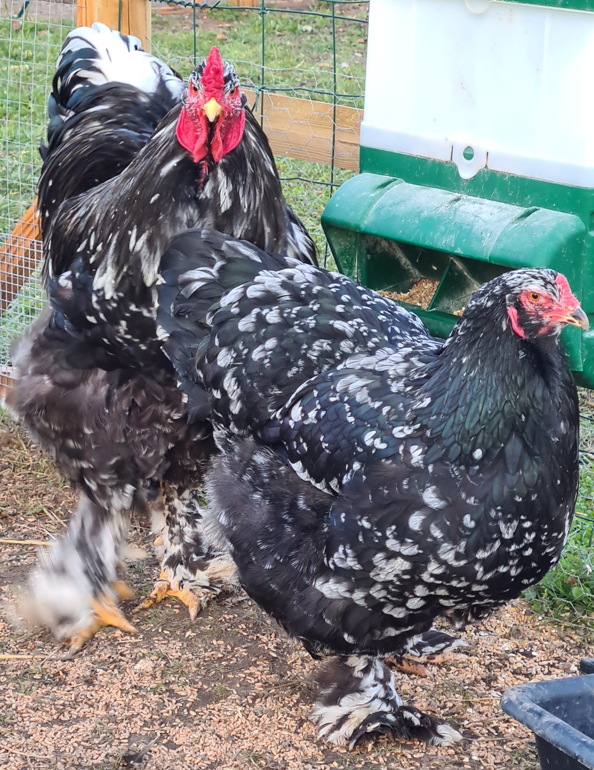 Oeufs Fécondés Brahma | Oeuf de Brahma – WSTTC
