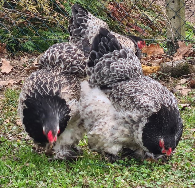 OEUFS FÉCONDÉS DE BRAHMA GR CAILLE ARGENTÉ