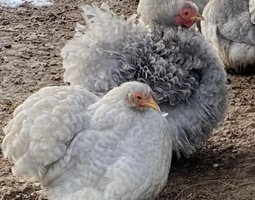 Oeufs à couver de poules Pékin coucou gris perle