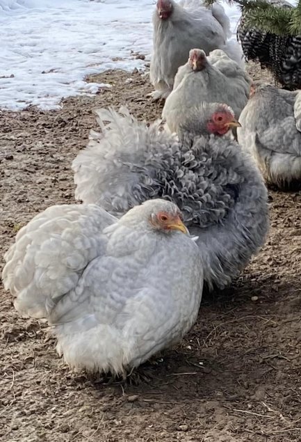 Oeufs à couver de poules Pékin coucou gris perle