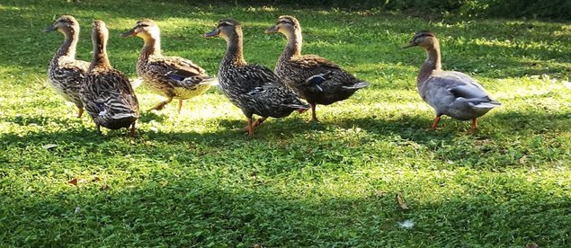 Oeufs de canard colvert fécondé