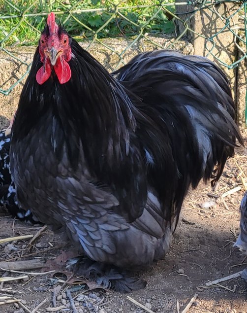 Œufs Fécondés de Pékins ( Poules Naines ) CAILLOUTES LISSE ET FRISÉ