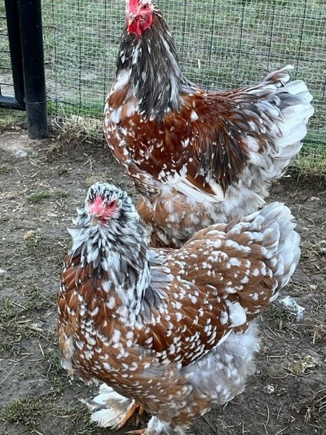 OEUFS FÉCONDÉS de Brahma Porcelain Bleu