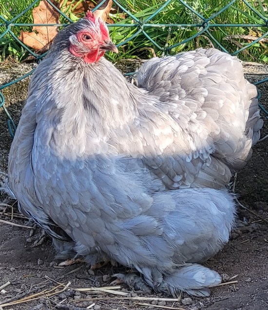 Œufs Fécondés de Pékins ( Poules Naines ) CAILLOUTES LISSE ET FRISÉ