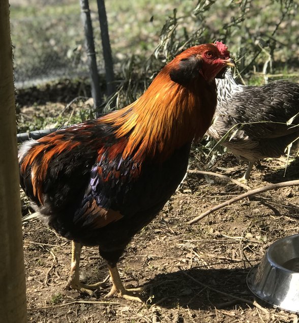 Oeufs fécondés de poules Araucana pure race