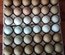 olive egger F1 F2 (cream legbar x Marans et araucana x Marans)