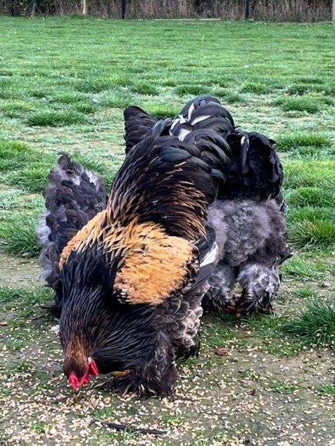 OEUFS FÉCONDÉS Brahma Caille dorée