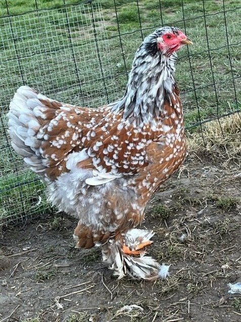 OEUFS FÉCONDÉS de Brahma Porcelain Bleu