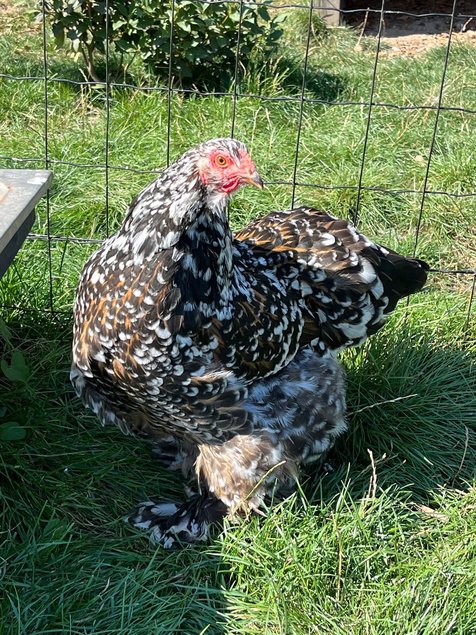 OEUFS à couver de Brahma Porcelain Bleu