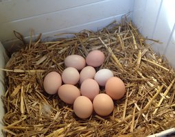 Oeufs de Faverolles Saumonée