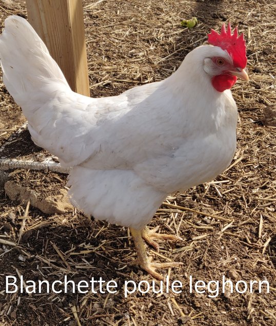 Leghorn bleu, noire, blanche, saumoné doré