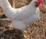 Leghorn bleu, noire, blanche, saumoné doré