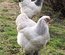 Brahma blanc herminé
