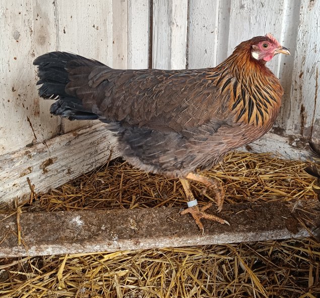 Oeufs fécondés de leghorn doré et blanc