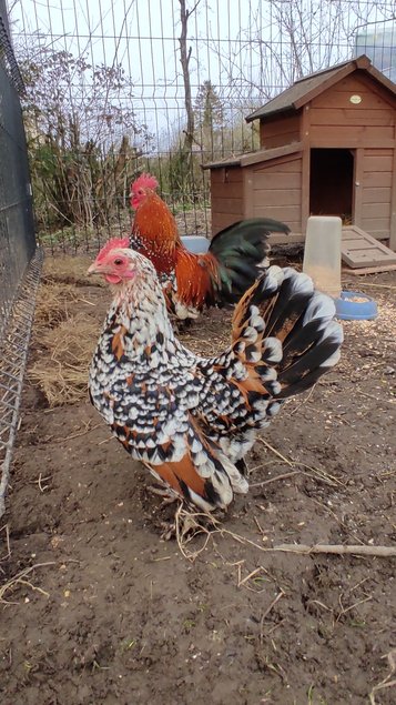 Oeufs fécondés Sabelpoot mille fleurs