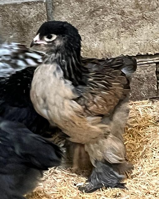 OEUFS FÉCONDÉS Brahma Caille dorée