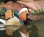 Oeufs canard mandarin et carolin