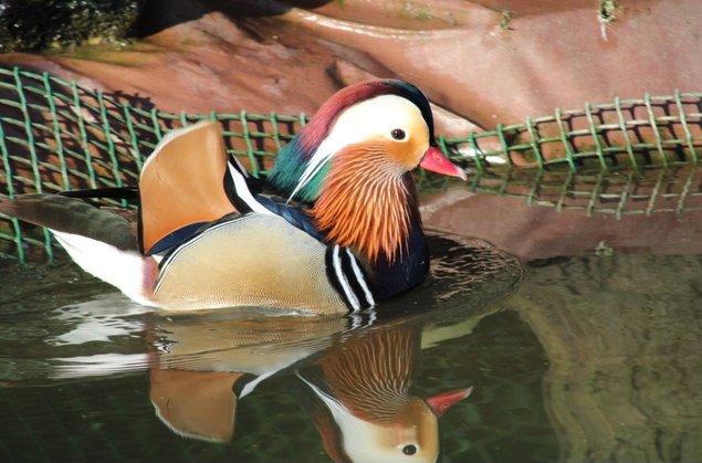 Oeufs de canard mandarin et carolin