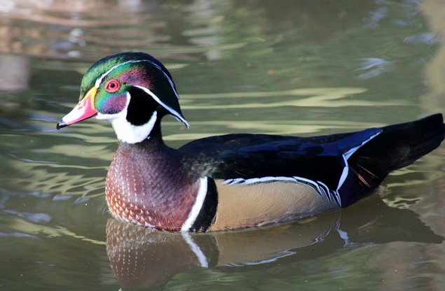 Oeufs canard mandarin et carolin